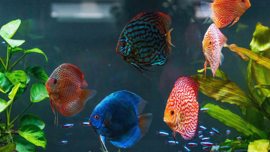 Ideal Fish Species for Small Tanks