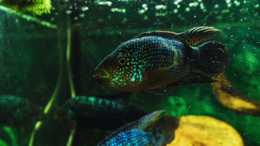 Jack Dempsey Fish: Colorful Cichlid for Your Aquarium 1 Jack Dempsey Fish