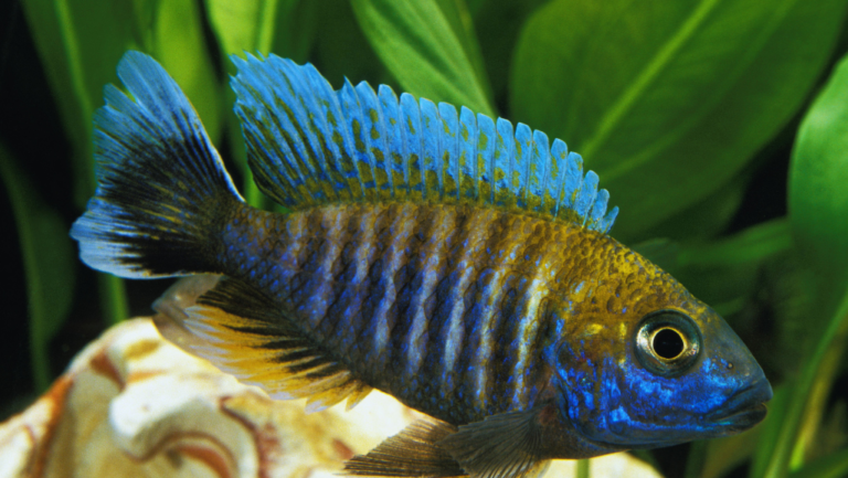Jaguar Cichlid: Fierce Aquarium Predator Fish 1 Jaguar Cichlid