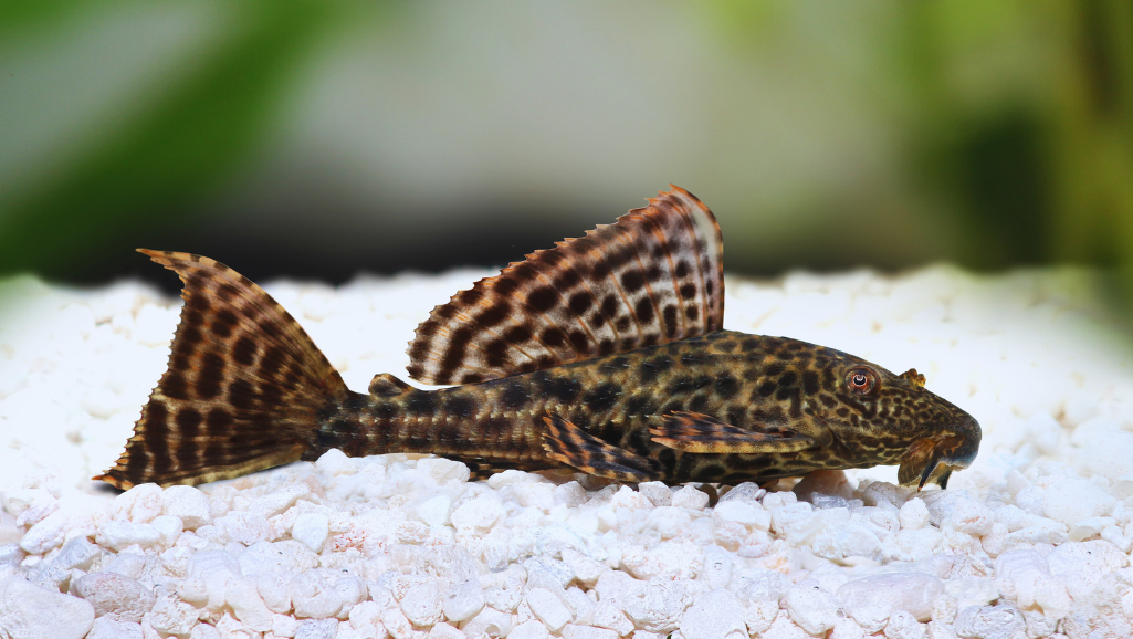 L046 Hypancistrus aquarium setup