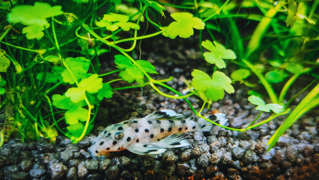 L046 Hypancistrus breeding setup
