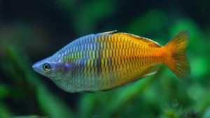 Madagascar Rainbowfish