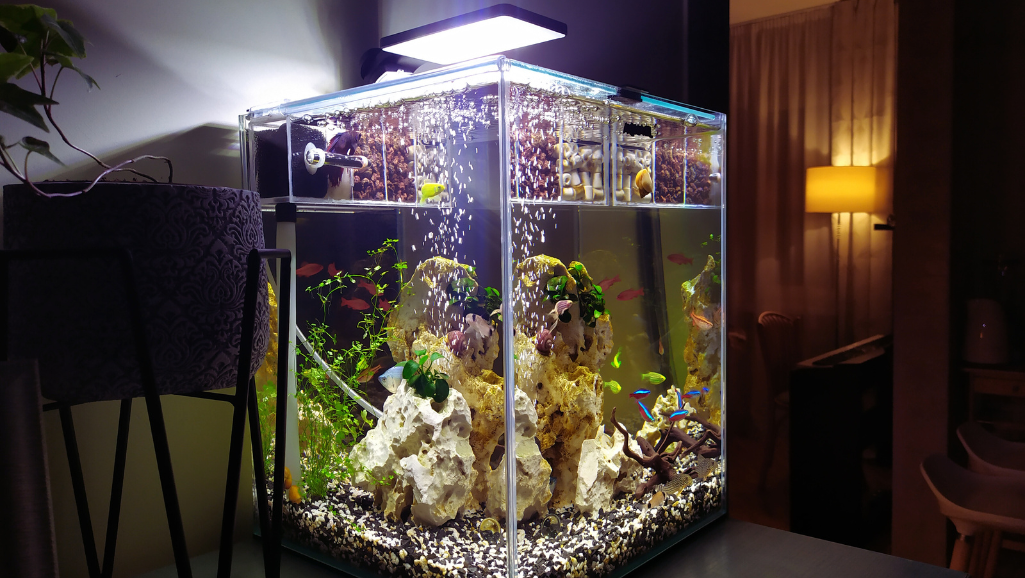 Maintaining Optimal Aquarium Water Conditions