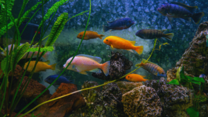 Midas Cichlid