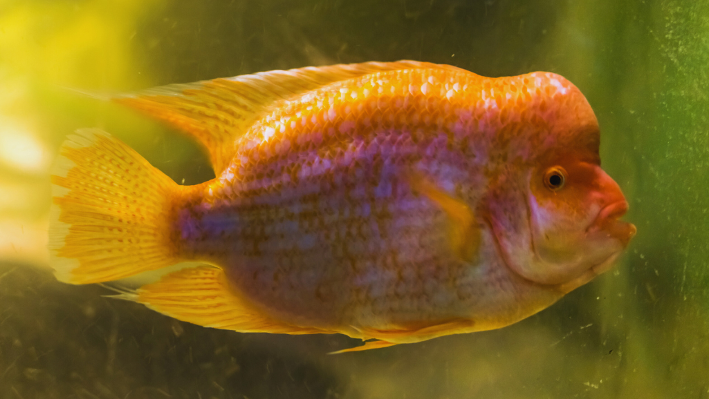 Midas Cichlid Behavior
