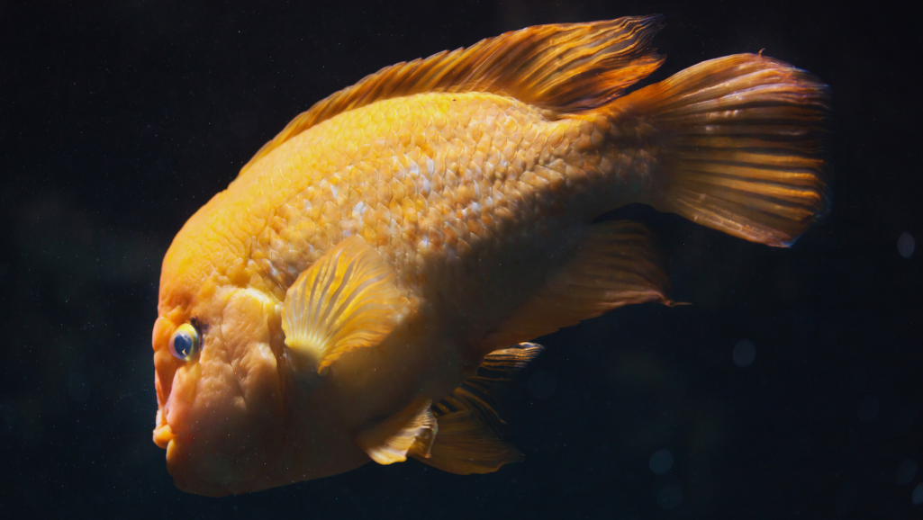Midas Cichlid Diet