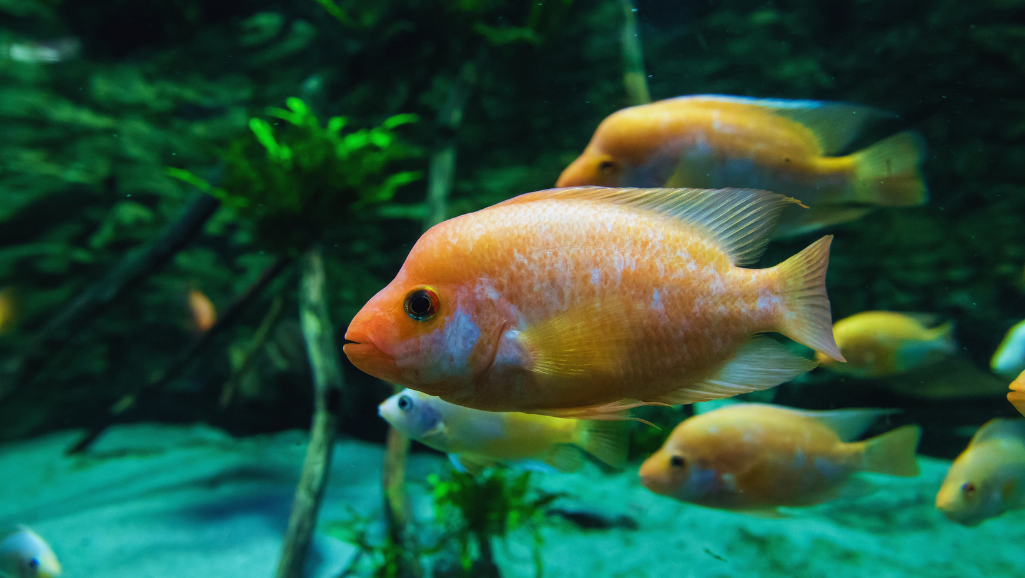 Midas Cichlid distinctive features