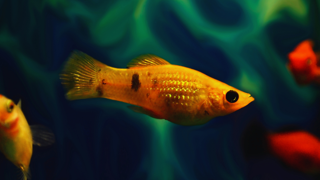 Molly-fish-colors