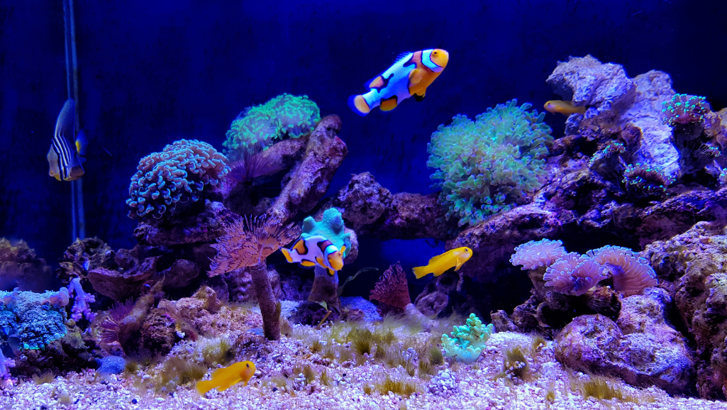 Nano Reef Tank
