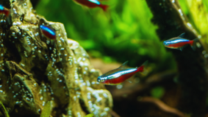 Neon Tetra