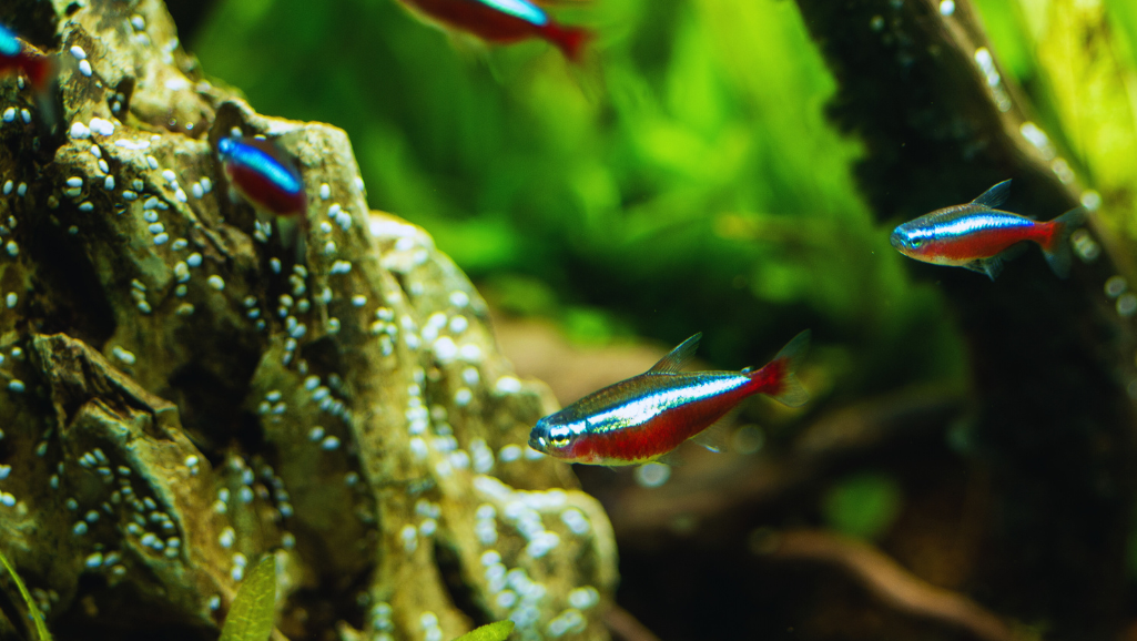 Neon Tetra: Colorful Freshwater Fish for Your Aquarium 1 Neon Tetra