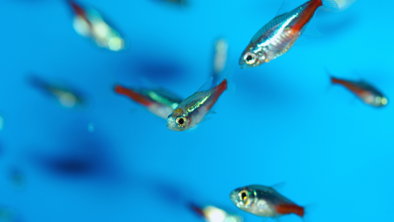 Neon Tetra Care