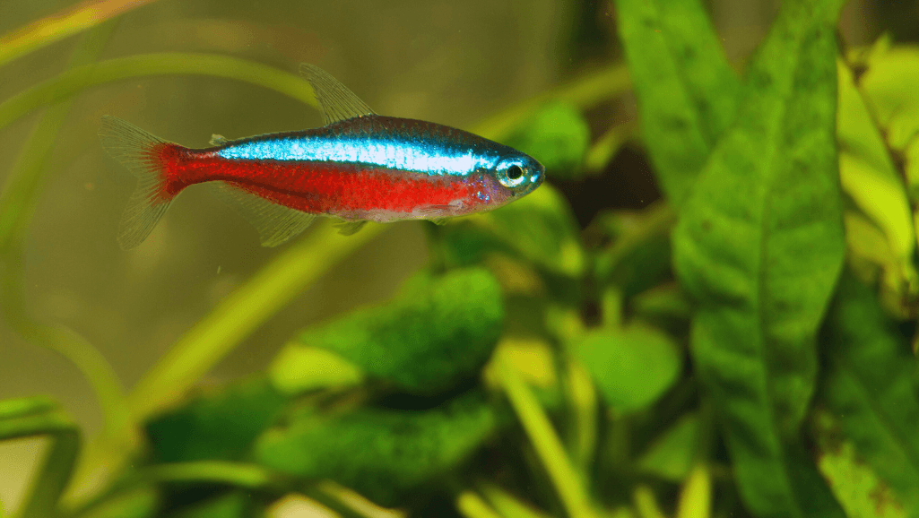 Neon Tetra compatibility with community tank mates