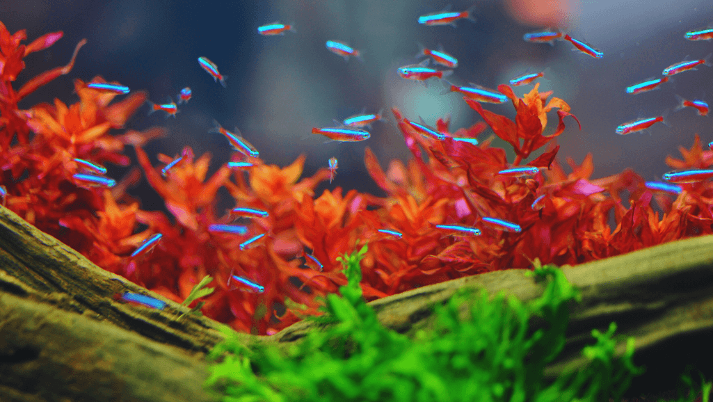 Neon Tetra Care Guide for Healthy Aquariums 1 Neon Tetra