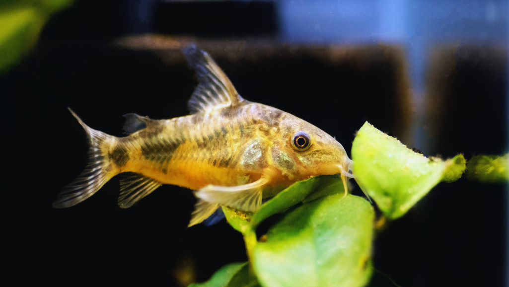 Optimal Tank Setup for Corydoras