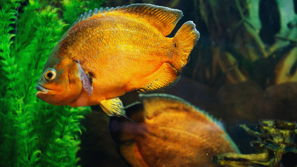 Oscar fish behavior in aquarium