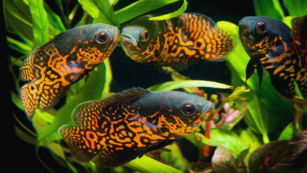 Oscar fish tank setup