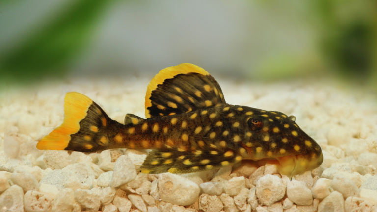 Peppermint Pleco: Unique Aquarium Fish Care Guide 1 Peppermint Pleco