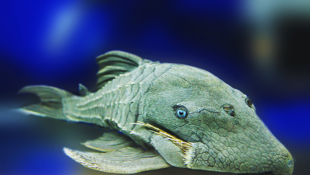 Peppermint Pleco eating algae