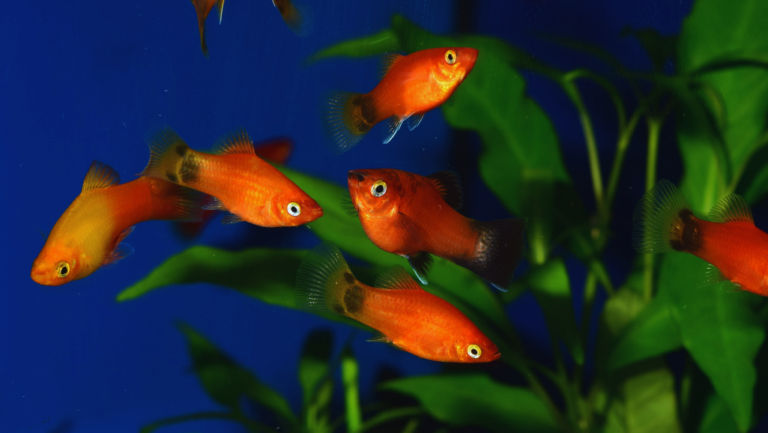 Platy Care Guide: Tips for Healthy Aquarium Fish 1 Platy