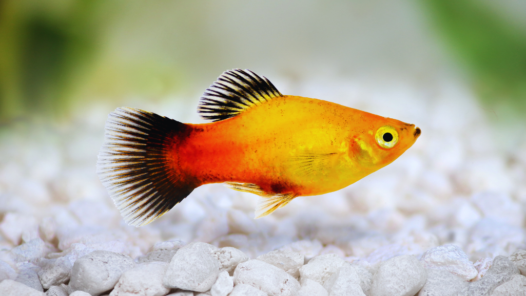 Platy Aquarium Setup