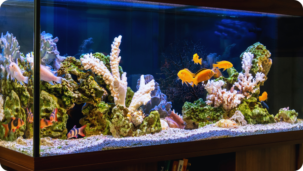 Popular Freshwater Aquarium Species for Beginners