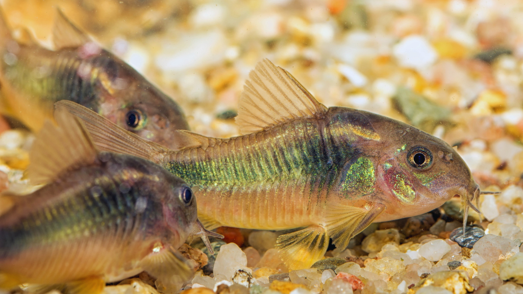 Pygmy Corydoras breeding in aquarium