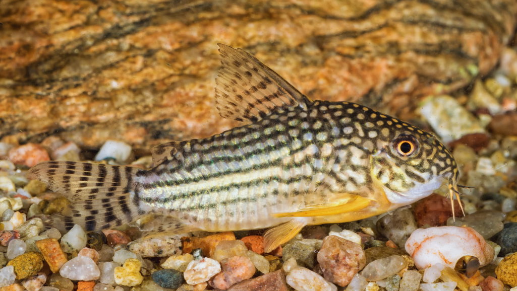 Pygmy corydoras in aquarium