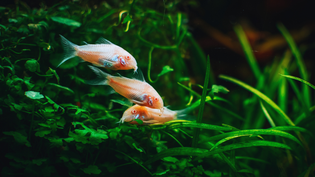 Pygmy corydoras in planted aquarium