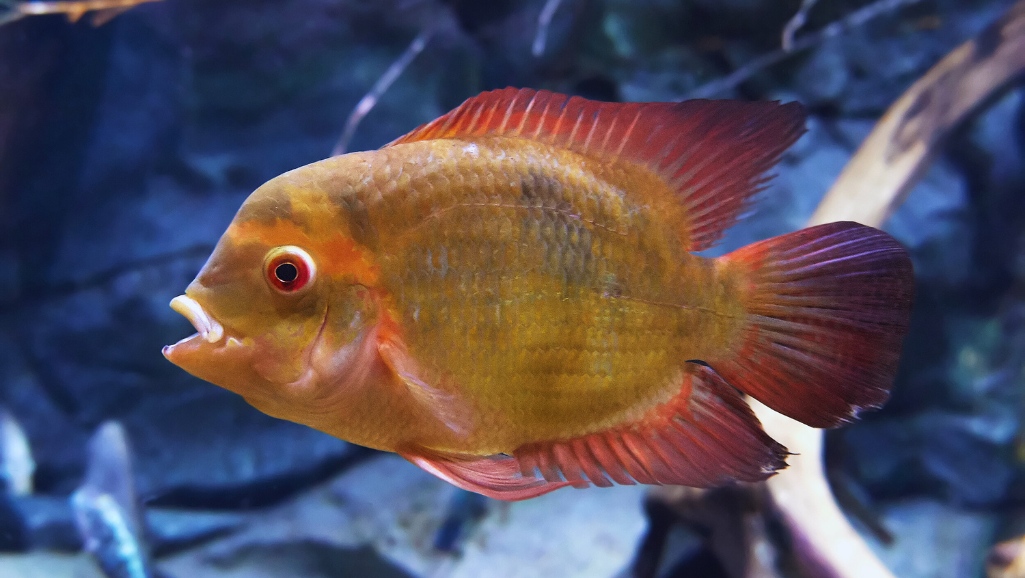 Red Devil Cichlid Aggressive Behavior
