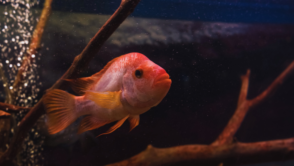 Red Devil Cichlid size