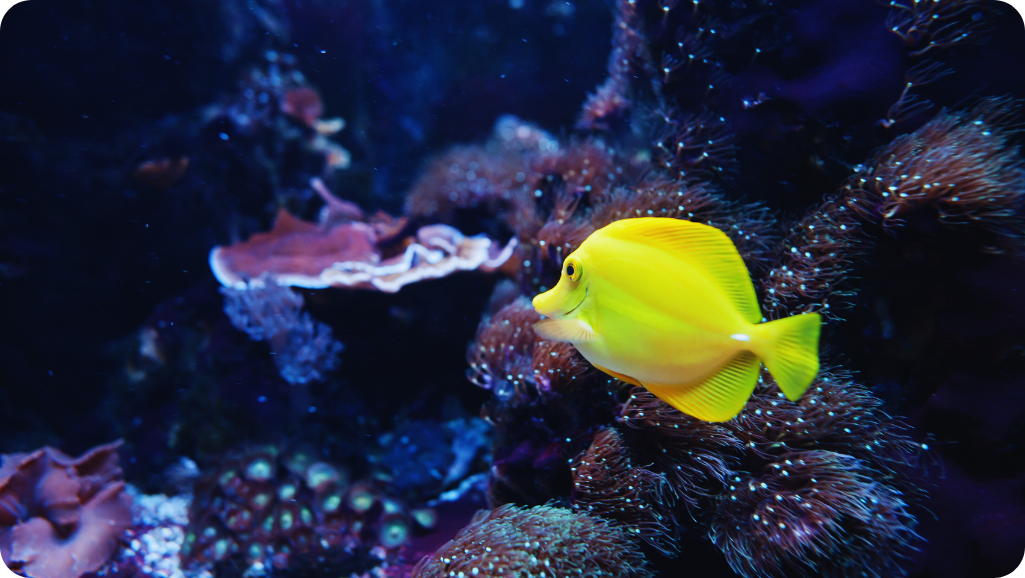 Saltwater Aquarium Species