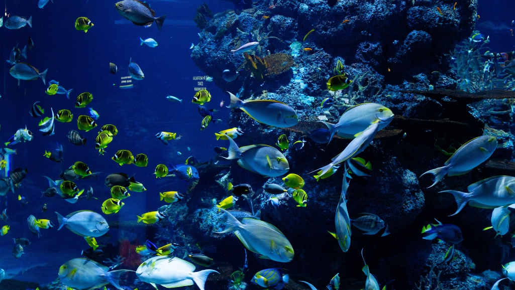 Schooling Fish in Fancy Aquarium