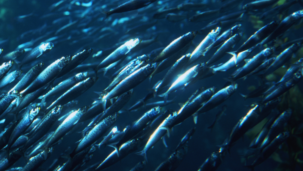 Shoaling Behavior in Aquarium
