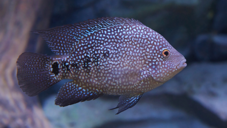 Texas Cichlid: Colorful Freshwater Fish for Aquariums 1 Texas Cichlid