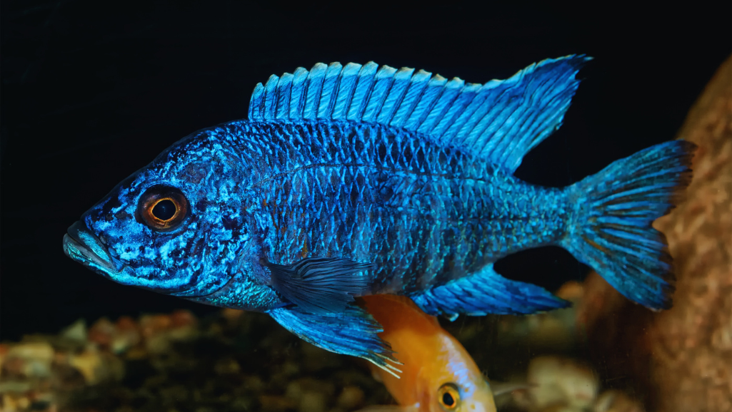 Texas Cichlid compatibility