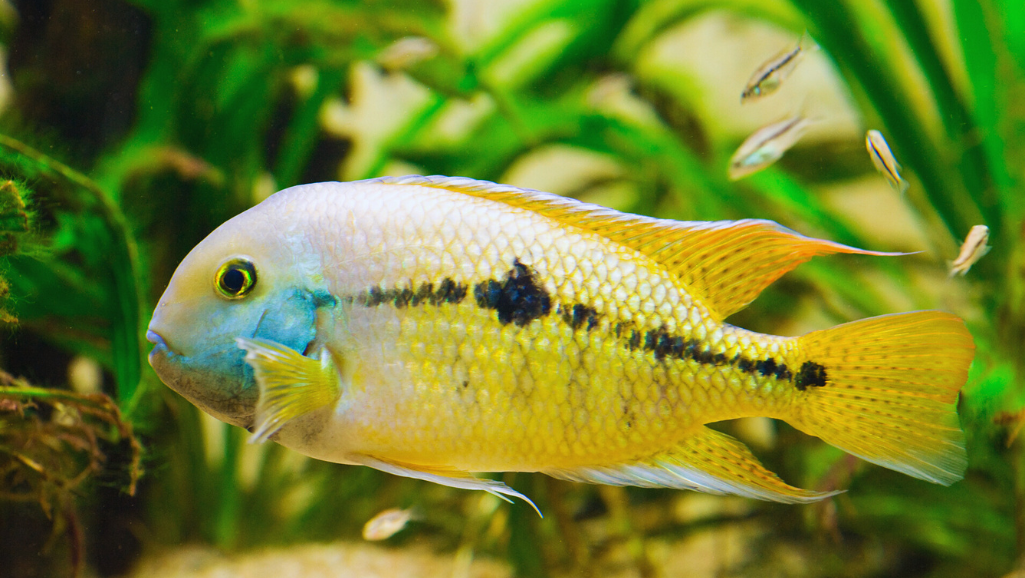 Texas Cichlid diet
