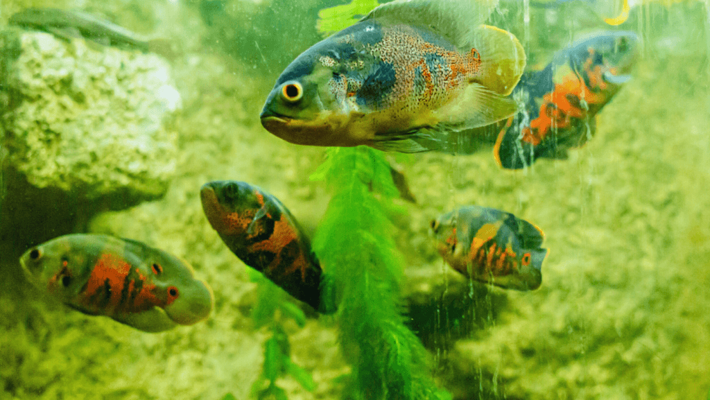 Unique Black Freshwater Fish