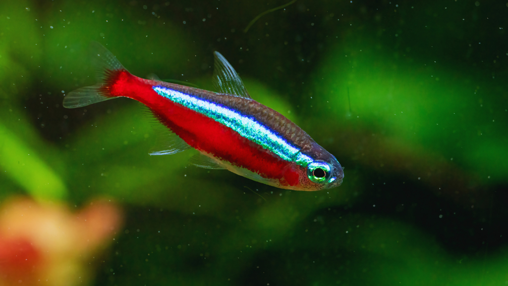 Various Fish Foods for Cardinal Tetras