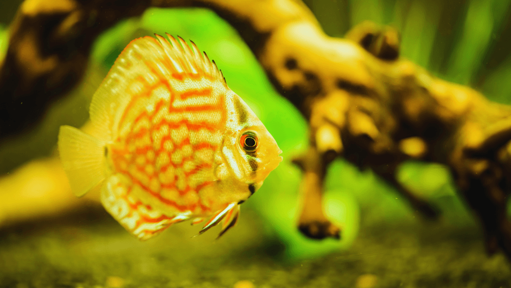 Wild-caught discus in aquarium