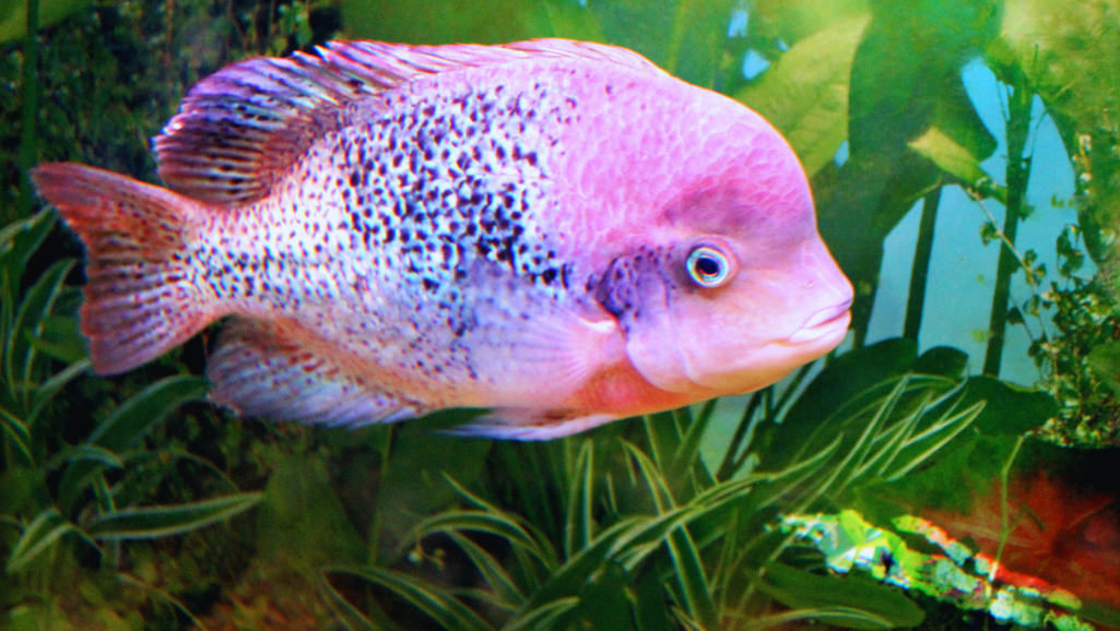 Wolf Cichlid aggressive behavior