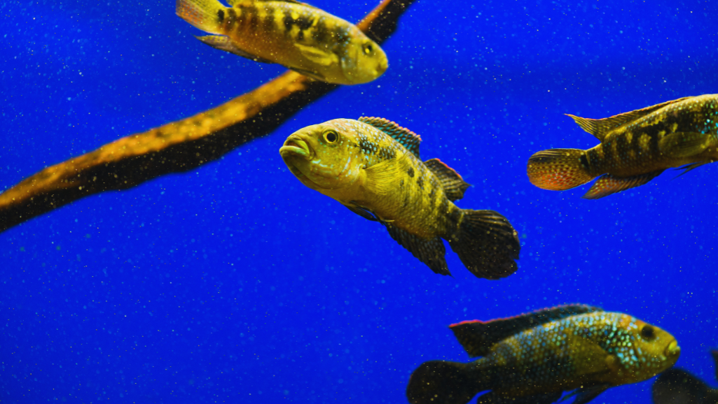 Wolf cichlid diet requirements