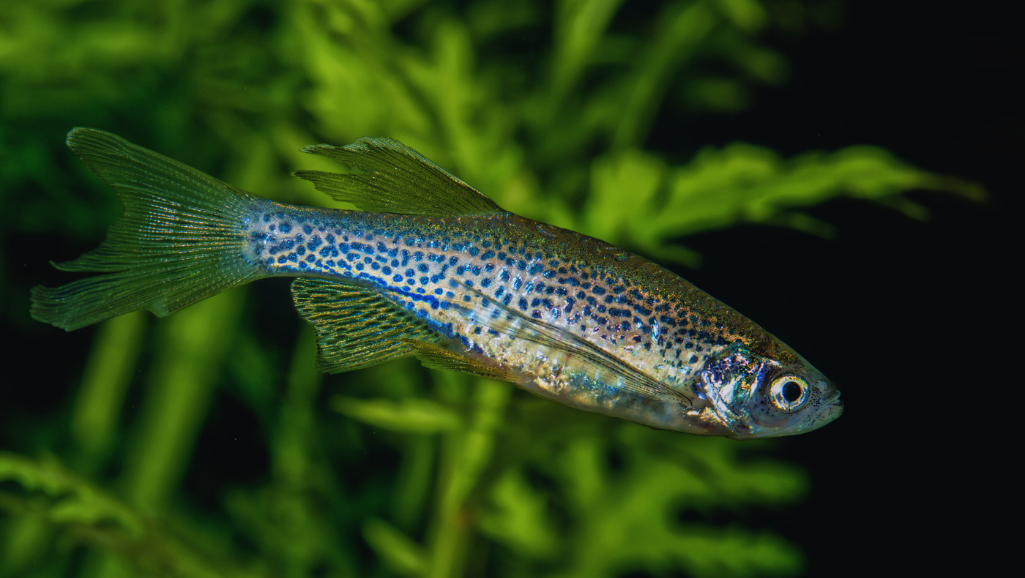 Zebra Danio Aquarium Setup