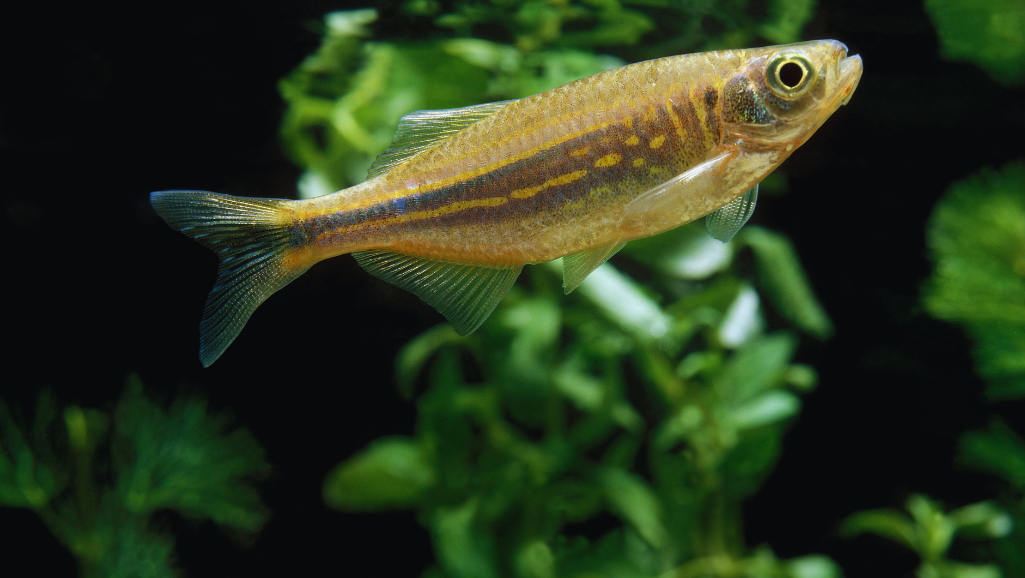 Zebra Danio breeding tips image