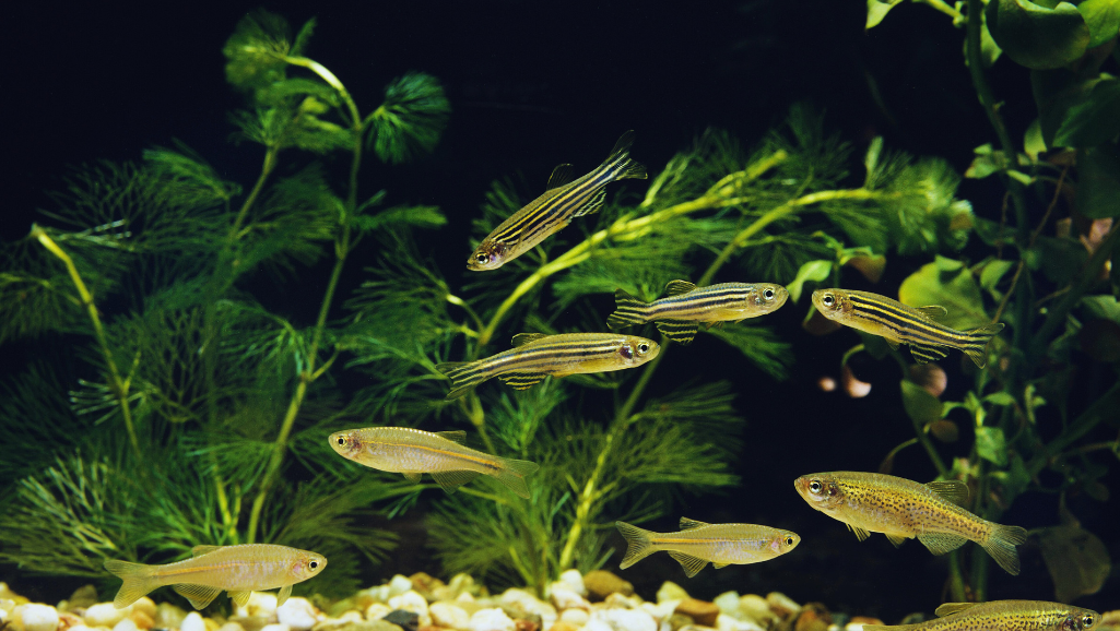 Zebra Danio diet