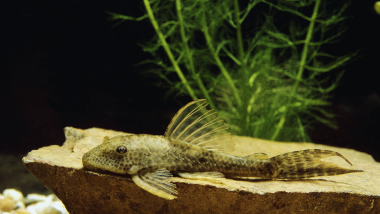 Zebra Pleco: Stunning Striped Catfish for Aquariums 1 Zebra Pleco