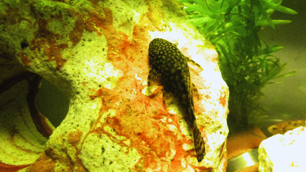 Zebra Pleco in community tank