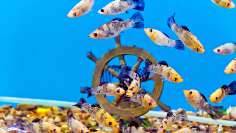 Explore Aquarium Fancy Fish Categories Guide 25 aquarium fancy fish categories