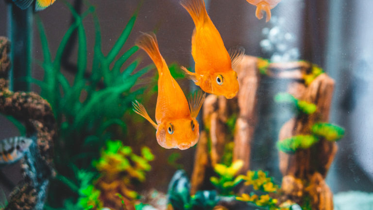 Aquarium Fish Tank with Fish: Complete Guide 1 aquarium fish tank with fish
