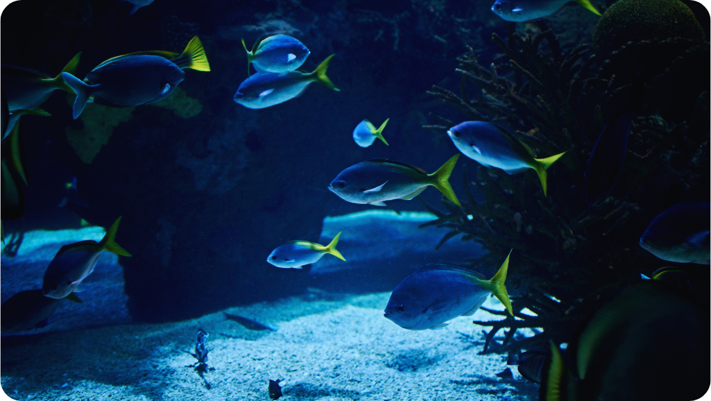 aquarium species